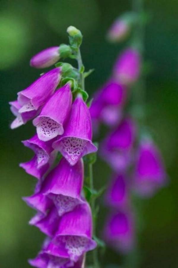 Foxglove House Knights Town Екстериор снимка